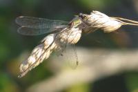 Chalcolestes viridis