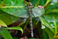 Aeshna cyanea