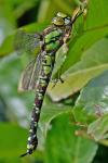 Aeshna cyanea