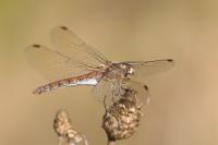 Sympetrum striolatum