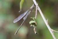 Chalcolestes viridis