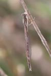 Sympecma fusca