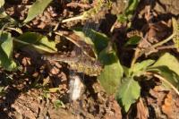 Sympetrum striolatum