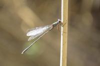 Chalcolestes viridis