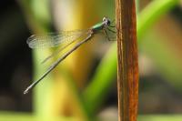 Chalcolestes viridis