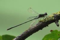 Chalcolestes viridis
