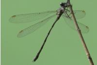 Chalcolestes viridis