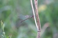 Chalcolestes viridis