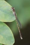 Sympecma fusca