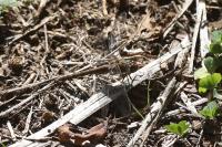 Sympetrum striolatum