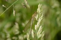 Platycnemis pennipes