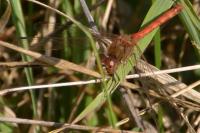 Sympetrum striolatum