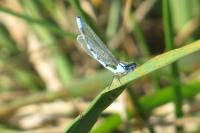 Enallagma cyathigerum