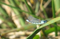 Enallagma cyathigerum