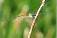 Chalcolestes viridis