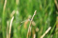 Chalcolestes viridis