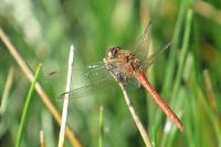 Sympetrum striolatum