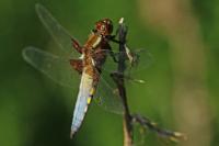 Libellula depressa
