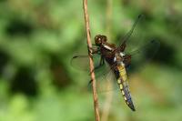 Libellula depressa