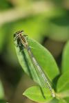 Platycnemis pennipes