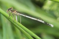 Platycnemis pennipes