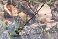 Chalcolestes viridis