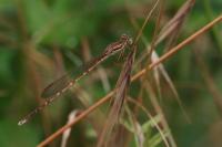 Sympecma fusca