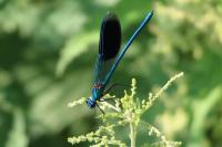 Calopteryx splendens