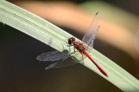 Sympetrum sanguineum