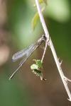 Chalcolestes viridis