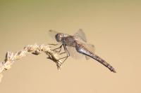 Sympetrum striolatum