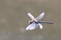 Aeshna mixta