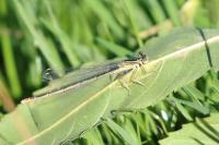 Platycnemis pennipes
