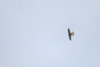 Falco tinnunculus