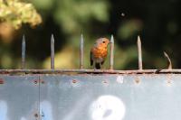 Erithacus rubecula