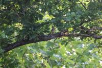Fringilla coelebs