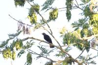 Turdus merula