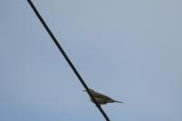Anthus trivialis