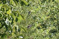 Lanius collurio
