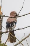 Garrulus glandarius