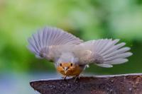 Erithacus rubecula