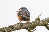 Sitta europaea