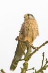 Falco tinnunculus