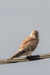 Falco tinnunculus