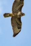 Buteo buteo