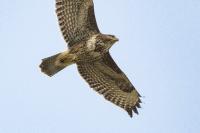 Buteo buteo