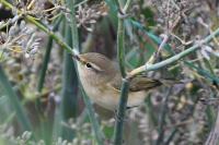 Phylloscopus collybita