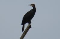 Phalacrocorax carbo