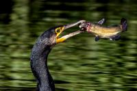 Phalacrocorax carbo