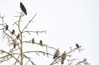 Corvus corone